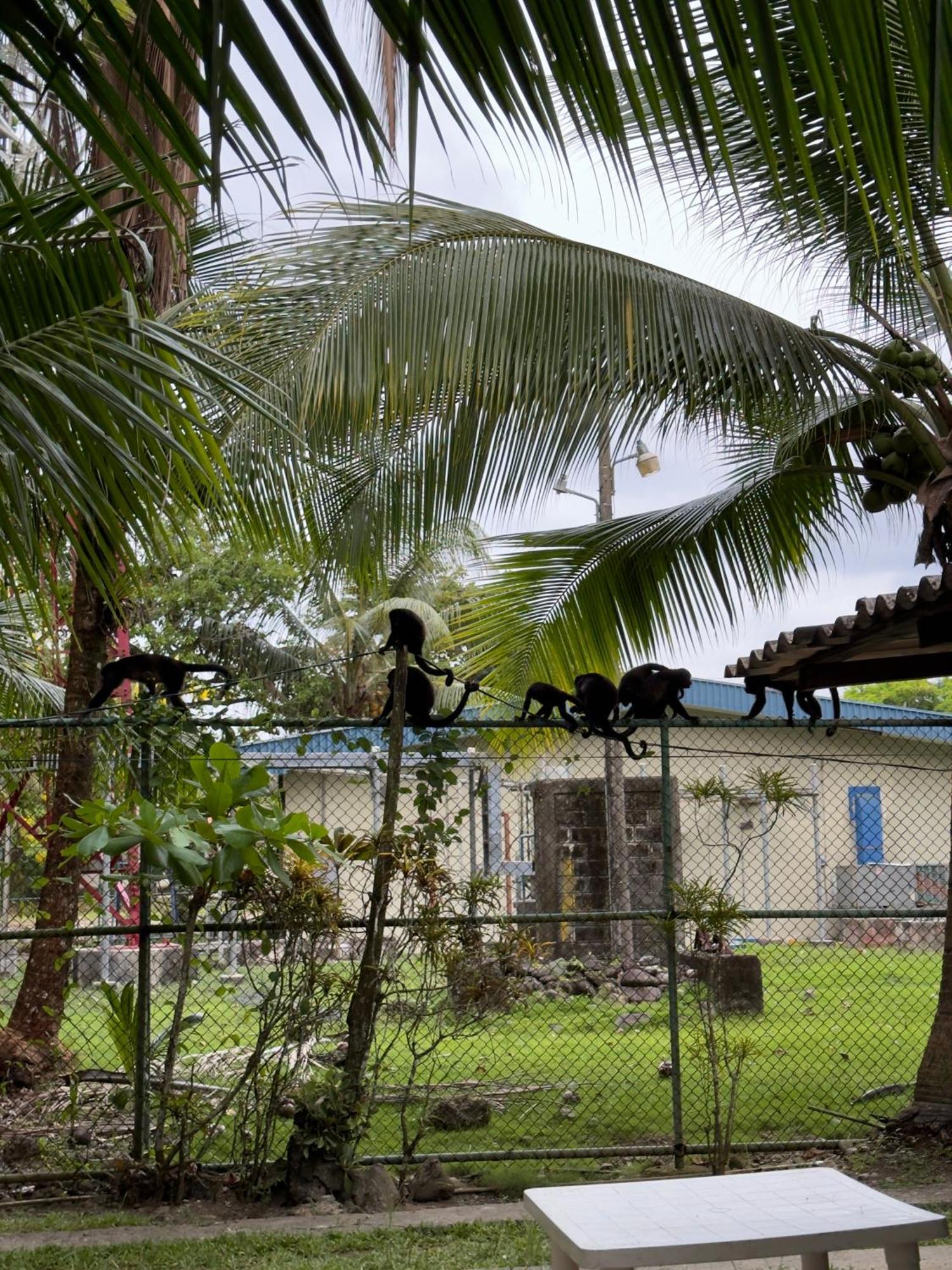 Hostel Casa Mamre Cahuita Zewnętrze zdjęcie